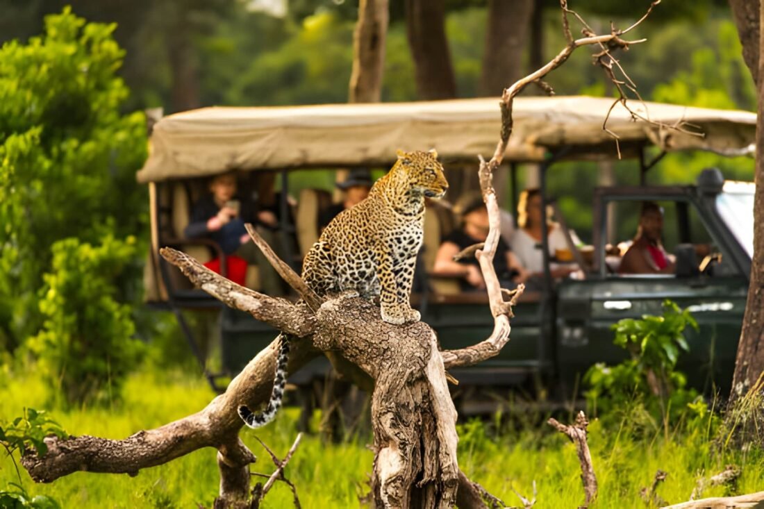 The Ultimate Guide to Your First Tanzanian Safari