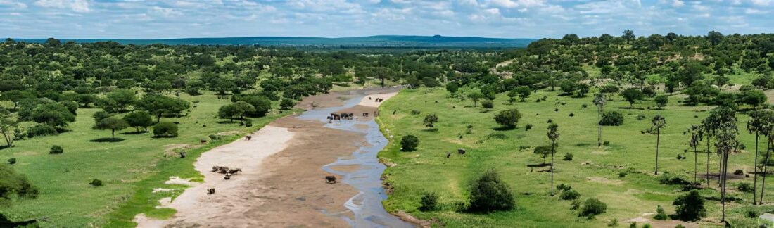 Tarangire National Park: A Photographer’s Guide to Baobabs, Elephants & Birdlife