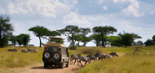 Northern vs Southern Tanzania Safari: Which Circuit Is Right for You?