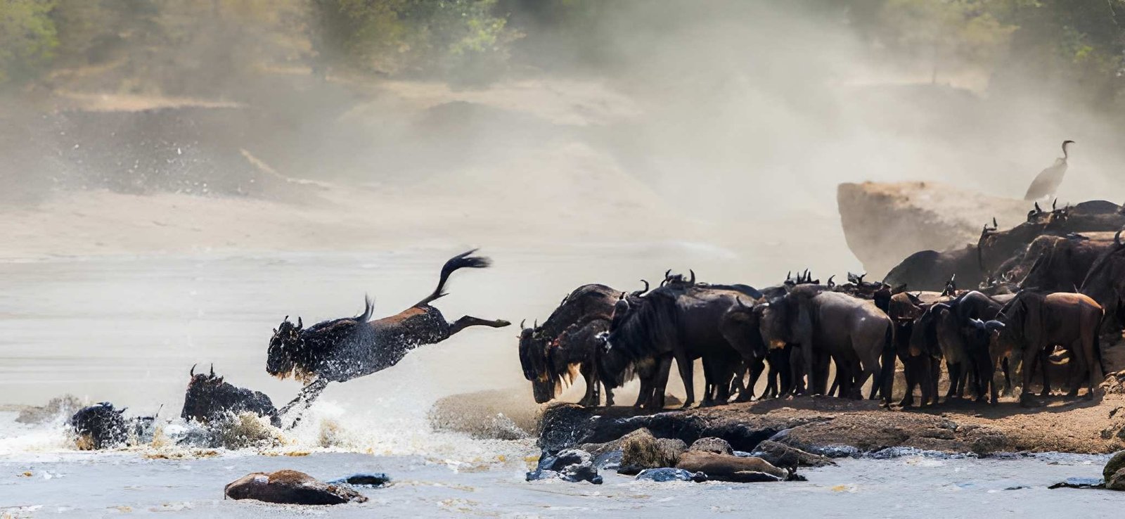 Wildebeest crossing a river during the Great Migration in Tanzania