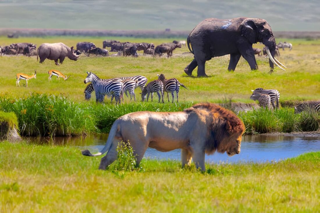 Serengeti National Park Safari Guide: The Ultimate First-Timer’s Guide to Africa’s Greatest Wildlife Destination