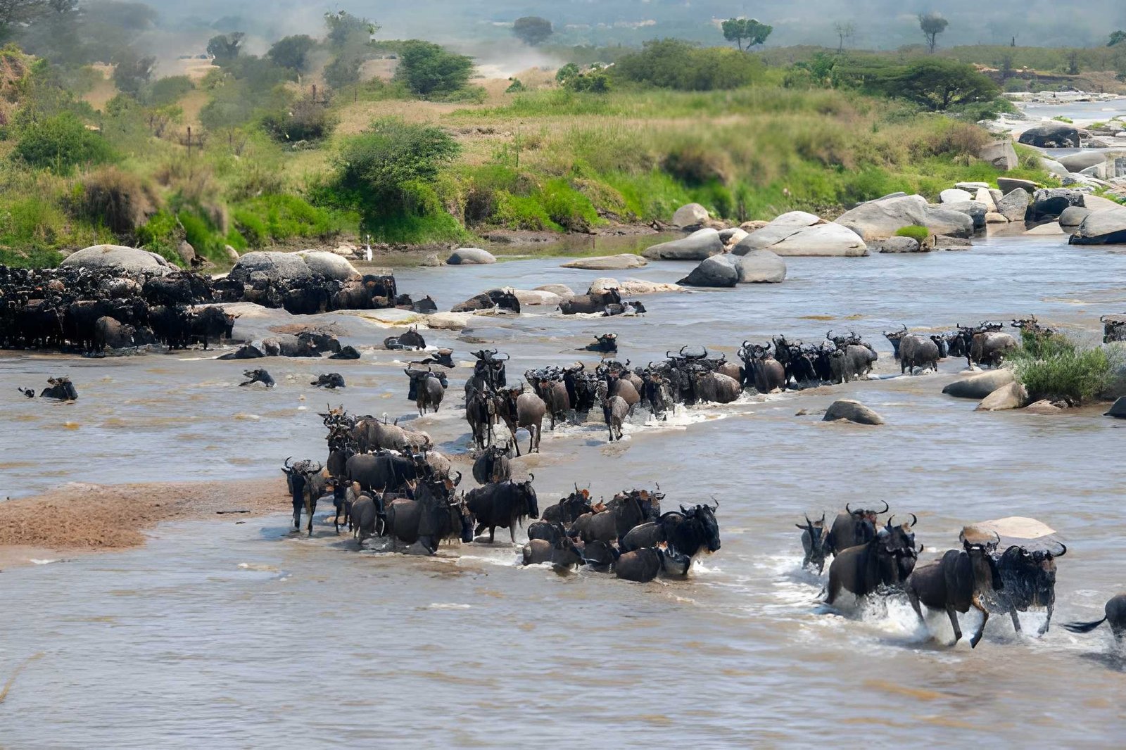 The Great Migration in Tanzania: Complete Guide to Africa’s Greatest Wildlife Spectacle
