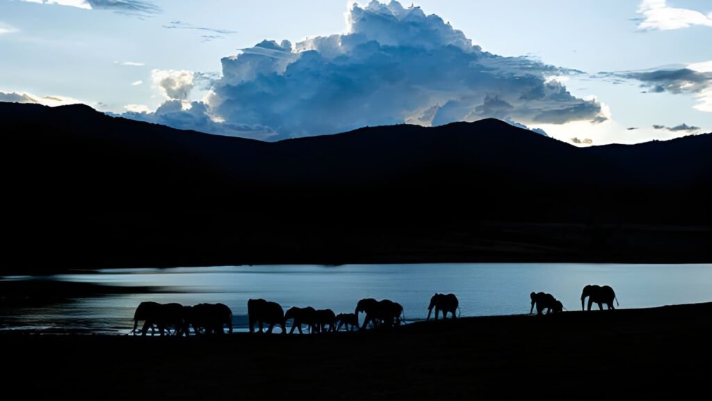 mkomazi-national-park