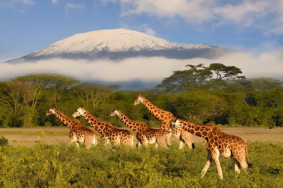 Tanzania Safari and Kilimanjaro: The Complete Guide to Combining Both