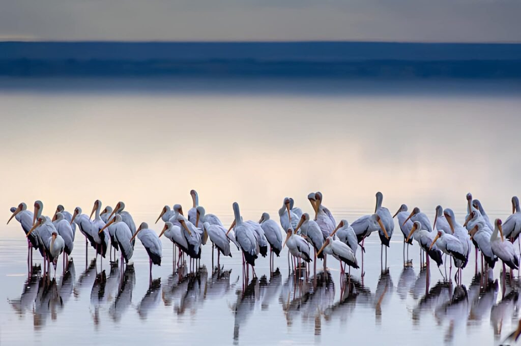 lake-manyara-national-park